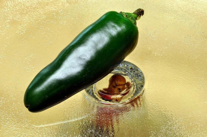 Óriás Jalapeno chili - Csípős paprika ritkaságok az Egzotikus Növények Stúdiója kínálatában